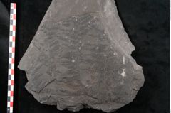 Foto (Detailansicht) von Senftenbergia crenata Lindl. et H. (NHMW-GEO-2024-0188-10946)